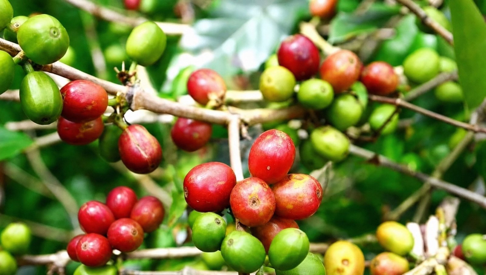 Brasil Vinte filterkaffe