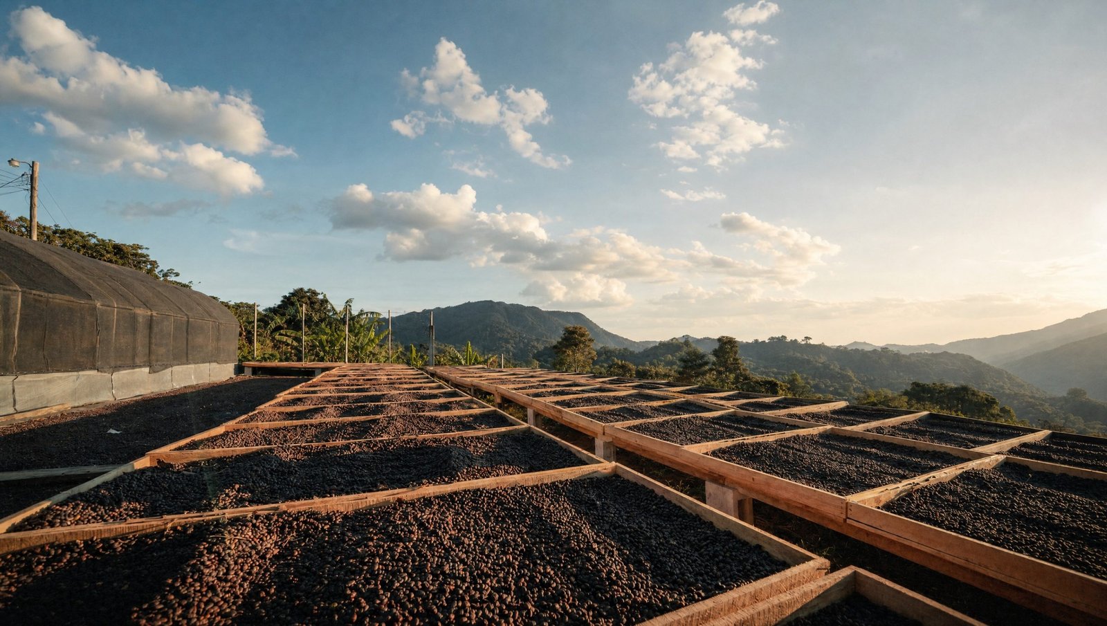 Burundi Kibingo filterkaffe