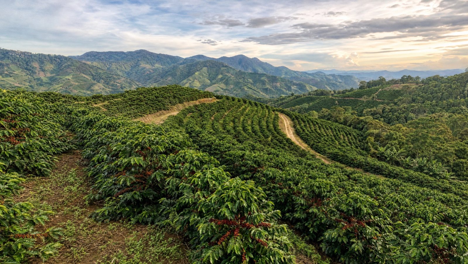 Perú La Prosperidad filterkaffe